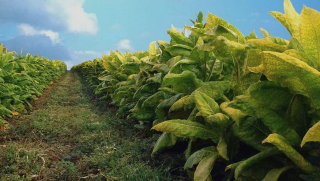 Ряды зеленых табачных растений в аргентинской земле